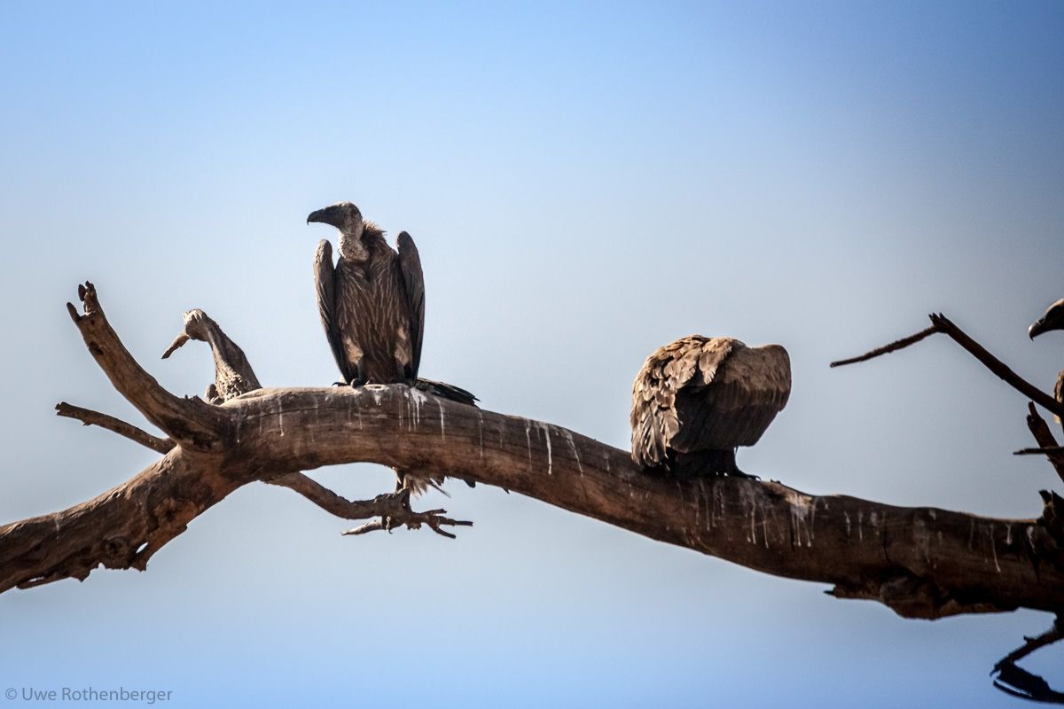 Geier Baum Afrika Äthiopien